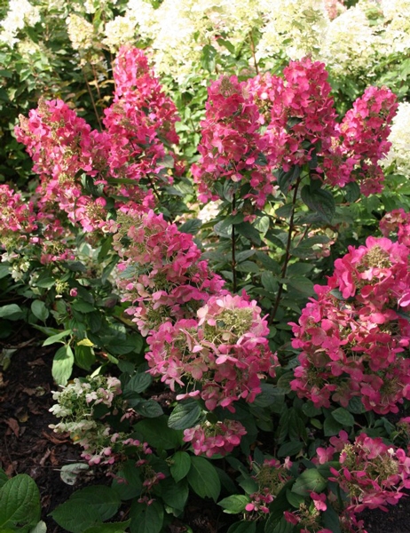 Hydrangea paniculata 'Magical Flame ®'